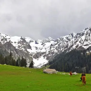 a-closeup-shot-of-horses-on-a-green-lawn-with-snow-2026-01-11-09-11-22-utc