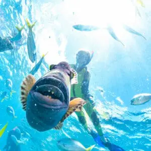 kid snorkeling in australia with a trigger fish